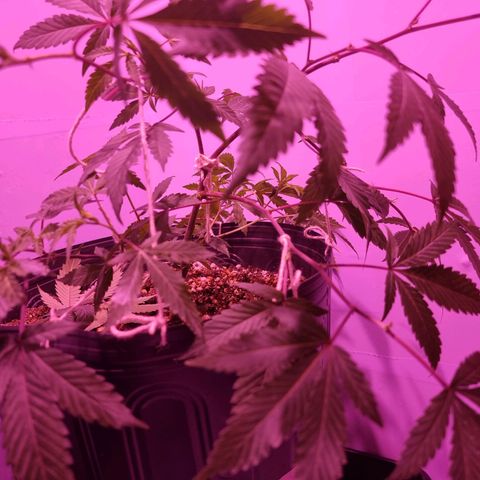 Koffe growlog timeline photo