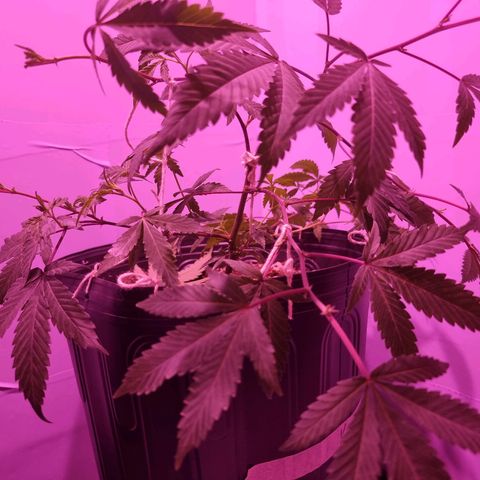 Koffe growlog timeline photo