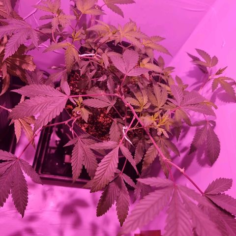 Koffe growlog timeline photo