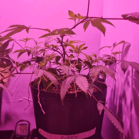 Koffe growlog timeline photo