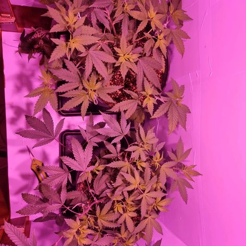 Koffe growlog timeline photo