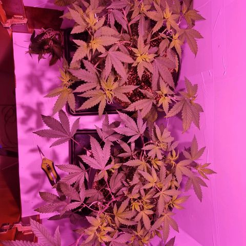 Koffe growlog timeline photo