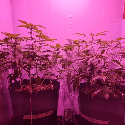 Koffe growlog timeline photo