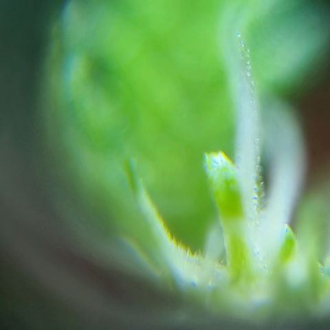 Koffe growlog timeline photo