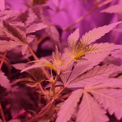 Koffe growlog timeline photo