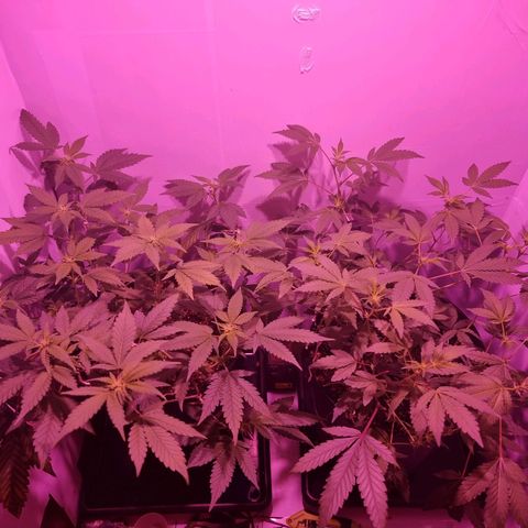 Koffe growlog timeline photo