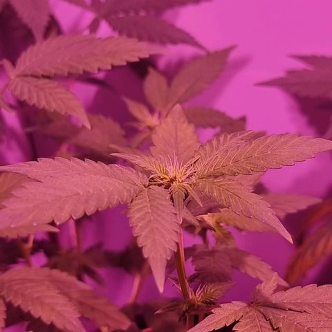 Koffe growlog timeline photo