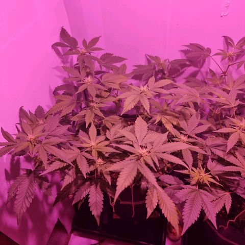 Koffe growlog timeline photo