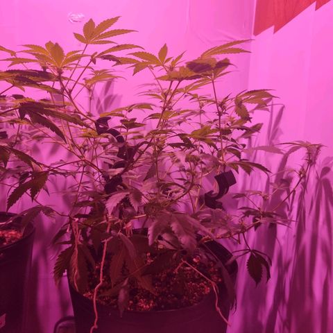 Koffe growlog timeline photo
