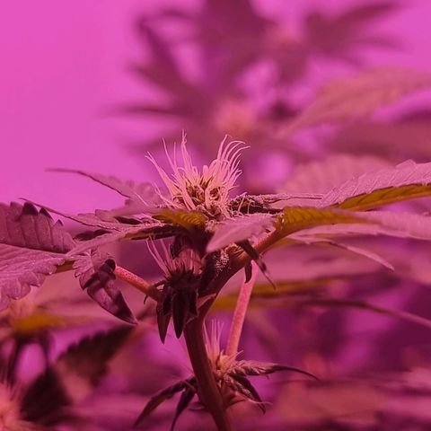 Koffe growlog timeline photo