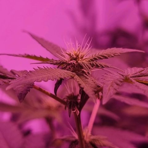 Koffe growlog timeline photo