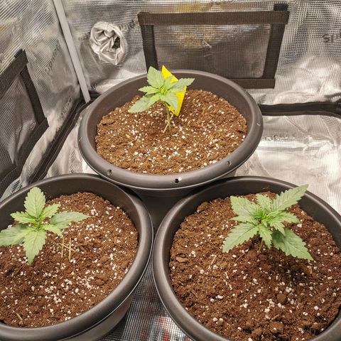 Tangerine Sherbet growlog timeline photo