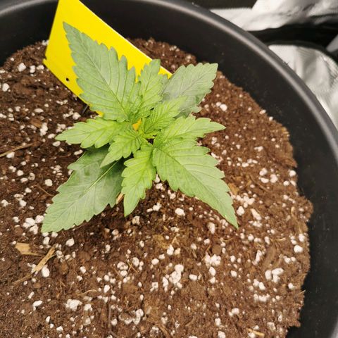 Tangerine Sherbet growlog timeline photo