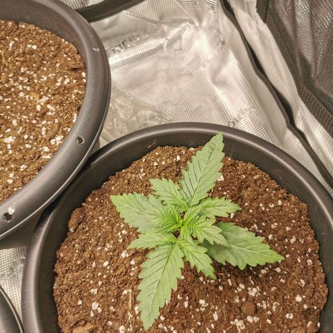 Tangerine Sherbet growlog timeline photo