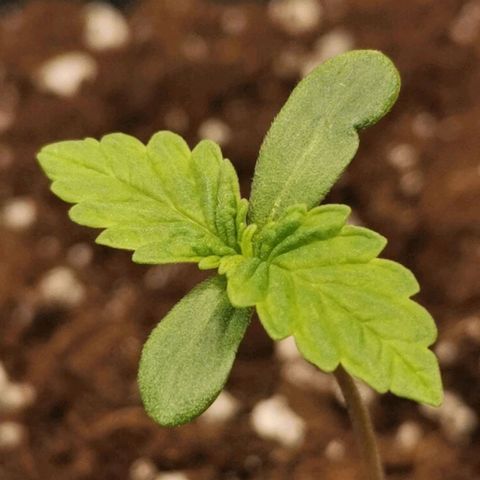 Tangerine Sherbet growlog timeline photo