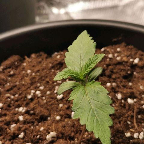 Tangerine Sherbet growlog timeline photo