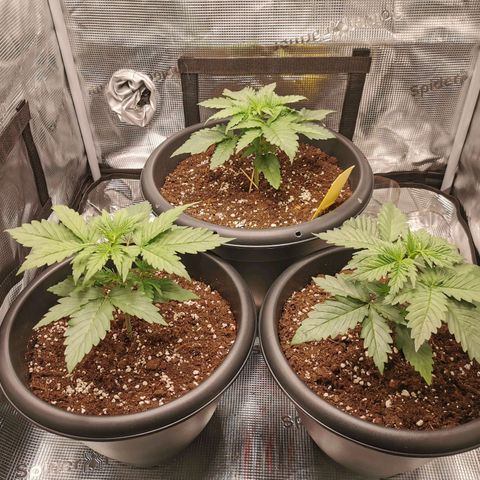 Tangerine Sherbet growlog timeline photo