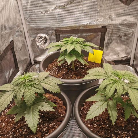 Tangerine Sherbet growlog timeline photo