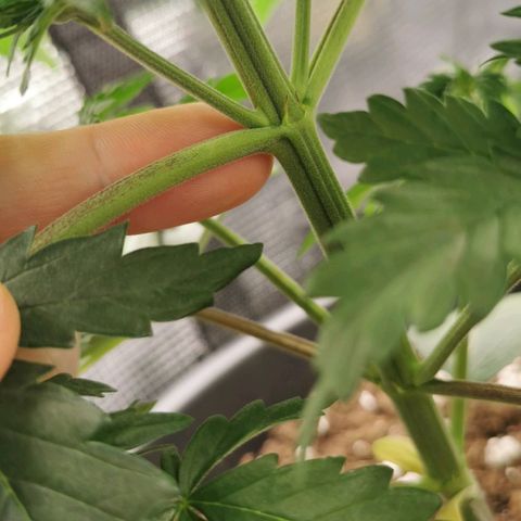 Tangerine Sherbet growlog photo: 2-4 sonnensegel entfernt die Triebe komplett bedeckt haben 