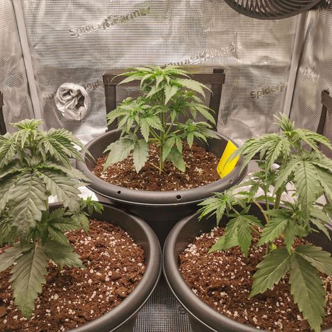 Tangerine Sherbet growlog photo: 2-4 sonnensegel entfernt die Triebe komplett bedeckt haben 