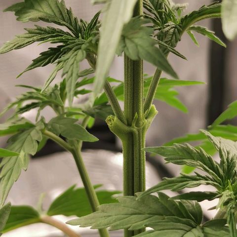Tangerine Sherbet growlog photo: 2-4 sonnensegel entfernt die Triebe komplett bedeckt haben 