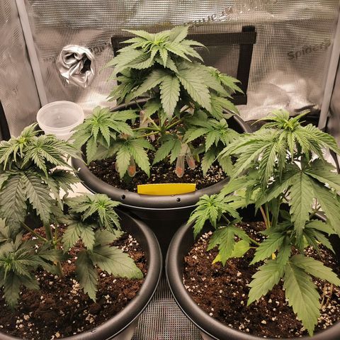 Tangerine Sherbet growlog timeline photo