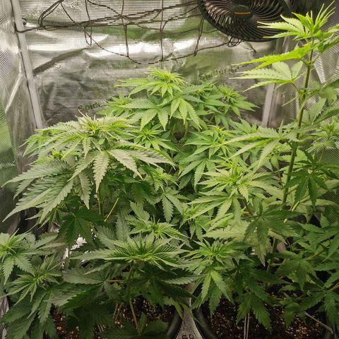 Tangerine Sherbet growlog timeline photo