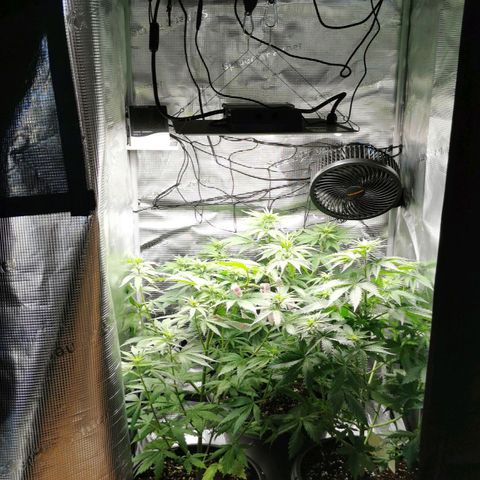Tangerine Sherbet growlog timeline photo