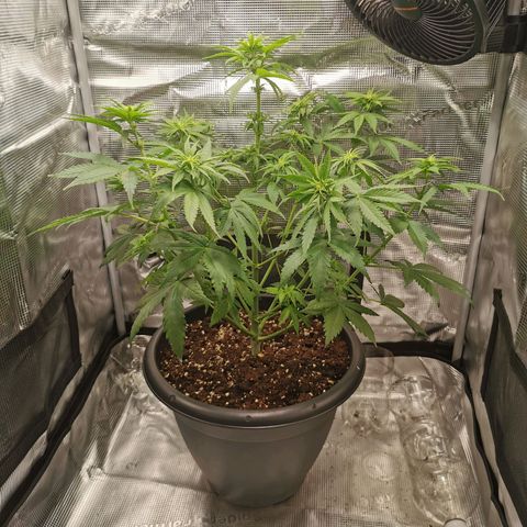 Tangerine Sherbet growlog timeline photo