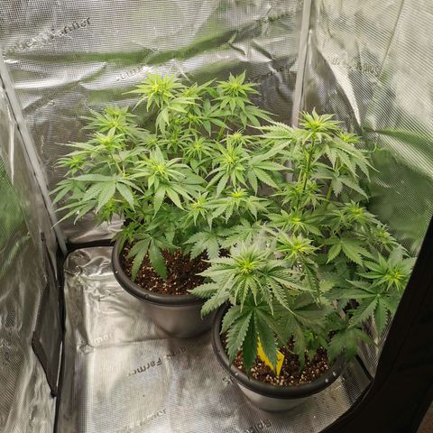 Tangerine Sherbet growlog timeline photo