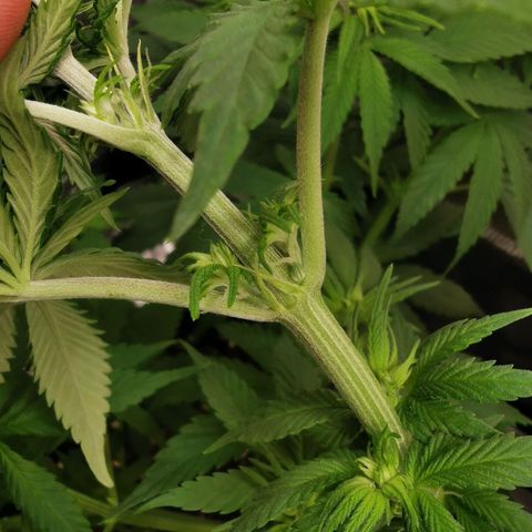 Tangerine Sherbet growlog timeline photo