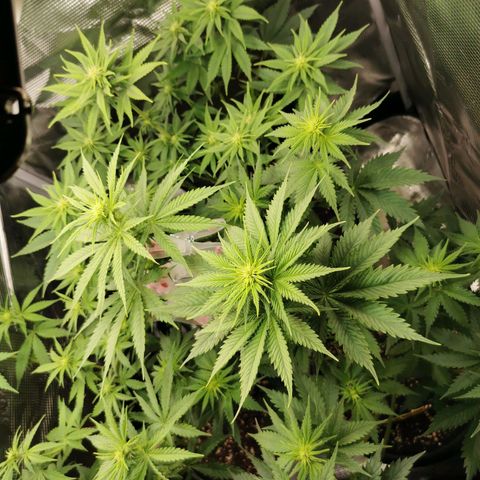 Tangerine Sherbet growlog timeline photo