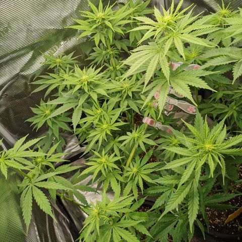 Tangerine Sherbet growlog timeline photo