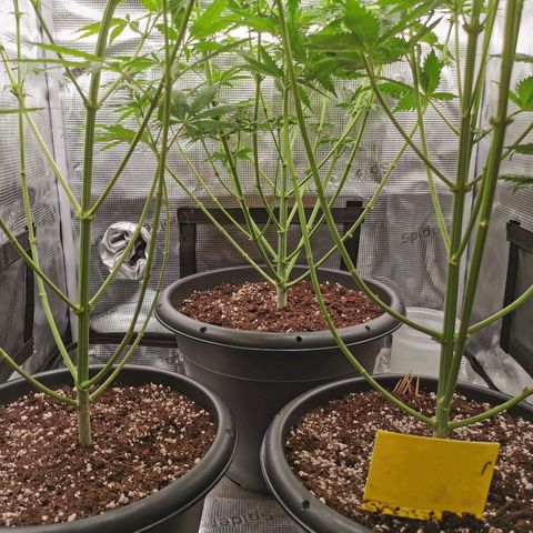 Tangerine Sherbet growlog timeline photo