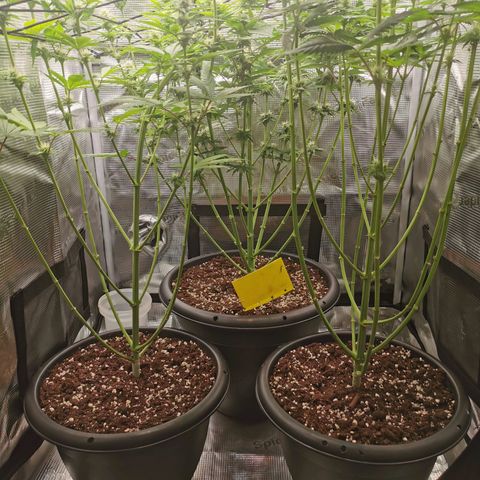 Tangerine Sherbet growlog timeline photo