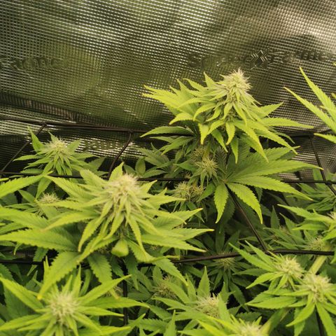 Tangerine Sherbet growlog timeline photo