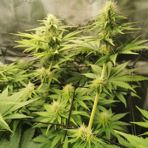 Tangerine Sherbet growlog timeline photo