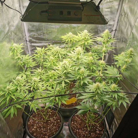 Tangerine Sherbet growlog timeline photo