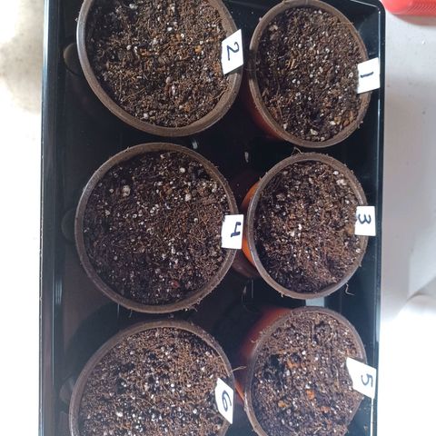 Strawneapple growlog photo: Into starter pots / humidity dome. 150 PPFD @ 18 Hours.