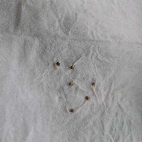 Strawneapple growlog photo: Into starter pots / humidity dome. 150 PPFD @ 18 Hours.