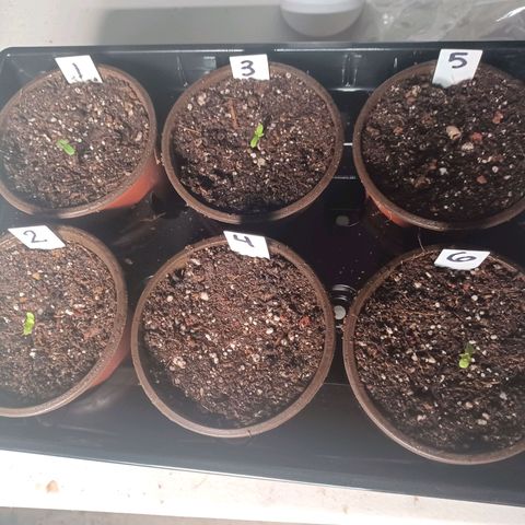 Strawneapple growlog timeline photo