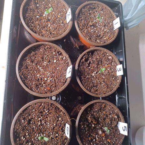 Strawneapple growlog photo: Pm water. Seed 5 is chillen. Seed 4 still not sprouted