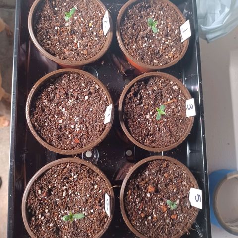 Strawneapple growlog photo: Morning mist and checkup. 