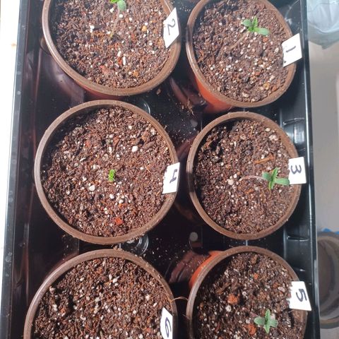 Strawneapple growlog photo: Evening spritz. 5 pumps. #4 is alive.