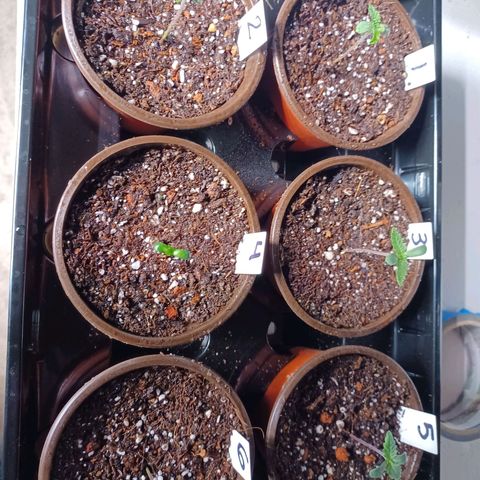 Strawneapple growlog photo: 11:20 a.m. 