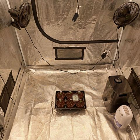 Strawneapple growlog photo: Dome off. Set up the hunidifier/dehumidifier/inkbird. 