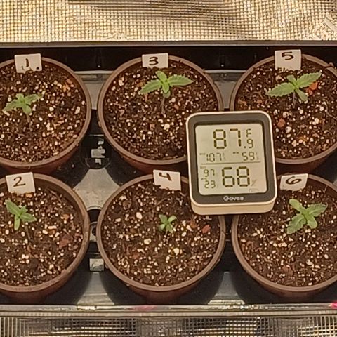 Strawneapple growlog photo: Am pic from far away