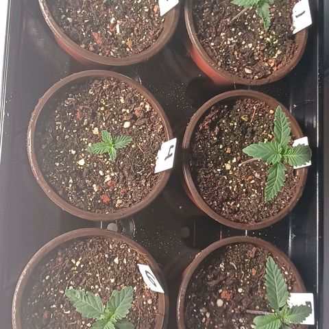 Strawneapple growlog photo: Morning water. 