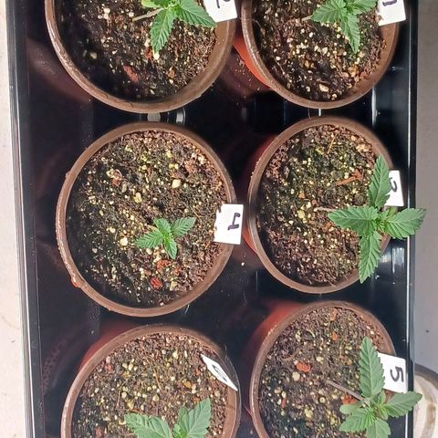 Strawneapple growlog timeline photo
