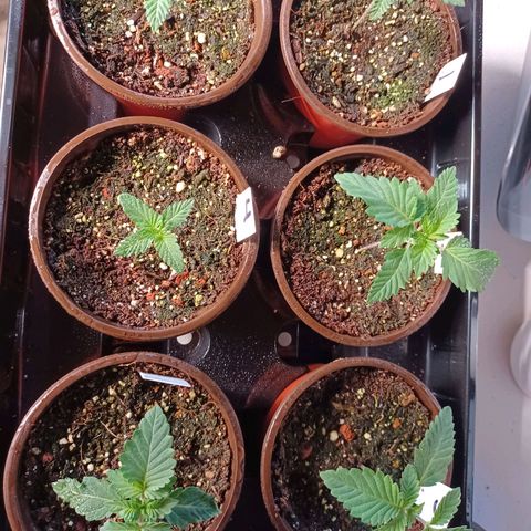 Strawneapple growlog photo: Morning water. 